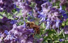 Apis mellifera