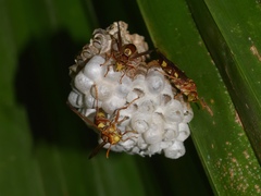 Polistes stigma tamulus