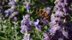 Apis mellifera