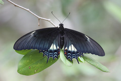 Heraclides androgeus epidaurus
