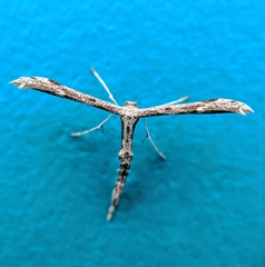 Hellinsia inquinatus