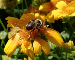 Bombus impatiens