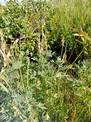 Hedysarum theinum