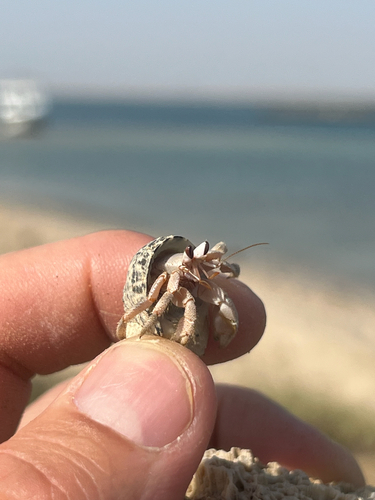 Red Sea Land Hermit Crab