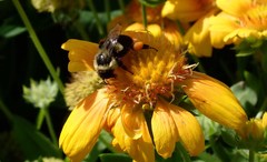 Bombus impatiens
