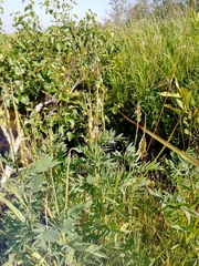 Hedysarum theinum