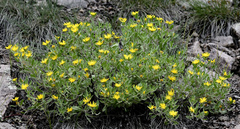 Heterotheca pedunculata