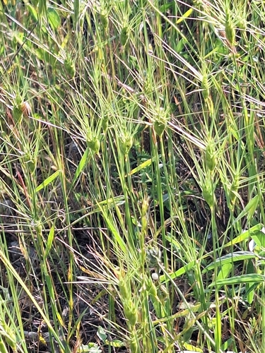 Image of Aegilops neglecta by (c) Flora_DUMO, some rights reserved (CC BY)