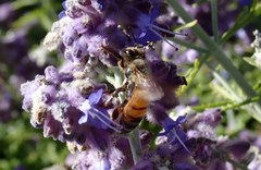Apis mellifera