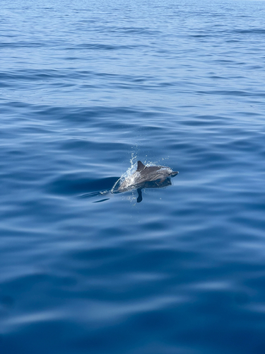 Spinner Dolphin