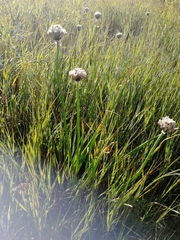 Allium ledebourianum