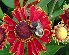 Bombus impatiens