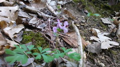 Corydalis paczoskii