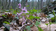 Corydalis paczoskii