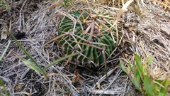 Echinofossulocactus crispatus