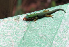 Phelsuma quadriocellata