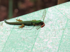 Phelsuma quadriocellata