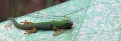 Phelsuma quadriocellata
