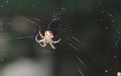 Araneidae