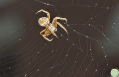Araneidae