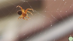 Araneidae