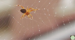 Araneidae