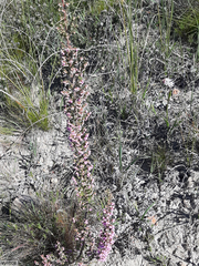 Erica bicolor