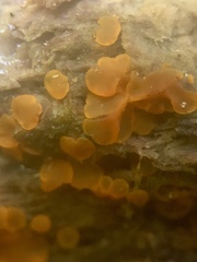 Orbiliomycetes
