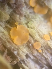 Orbiliomycetes