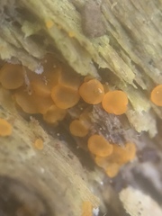 Orbiliomycetes