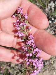 Erica bicolor