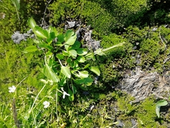 Ranunculus altaicus