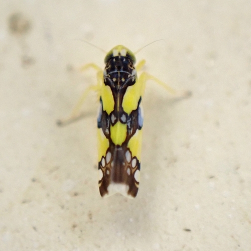 Brasilian leafhopper