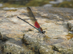 Archineura incarnata