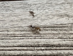 Ectobius vittiventris