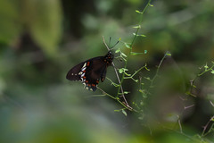 Battus polydamas polycrates