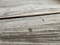 Ectobius vittiventris