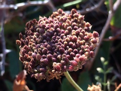 Daucus carota hispanicus