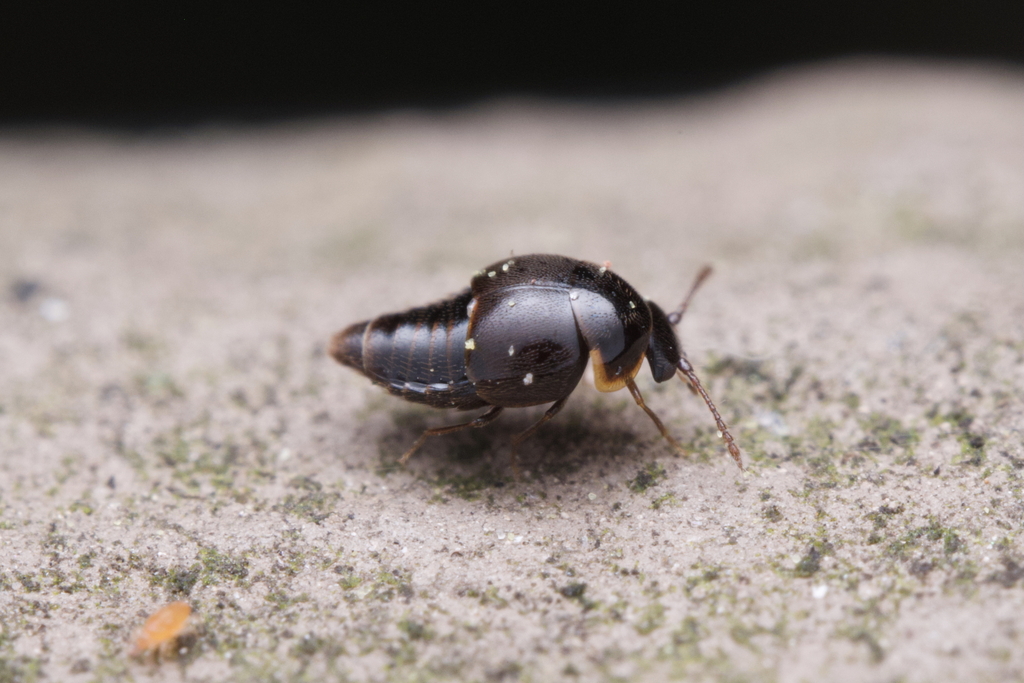 Staph beetle