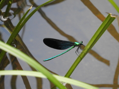 Matrona basilaris