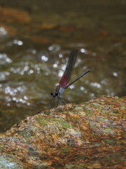 Archineura incarnata