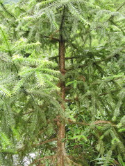 Cunninghamia lanceolata