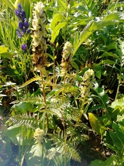 Pedicularis compacta