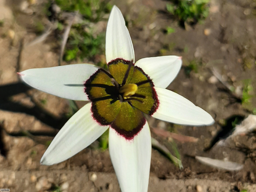 Peacock flower (Pauridia capensis)