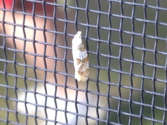 Aethes argentilimitana