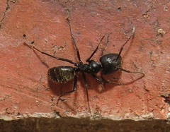 Camponotus arminius