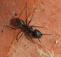Camponotus arminius