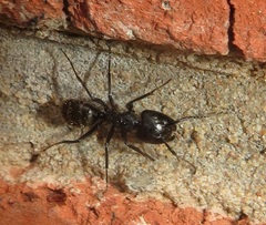 Camponotus arminius
