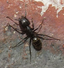 Camponotus arminius