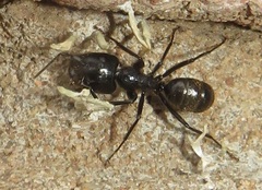 Camponotus arminius